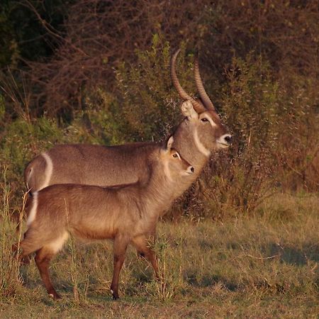 Mziki Safari Lodge Beestekraal  Esterno foto