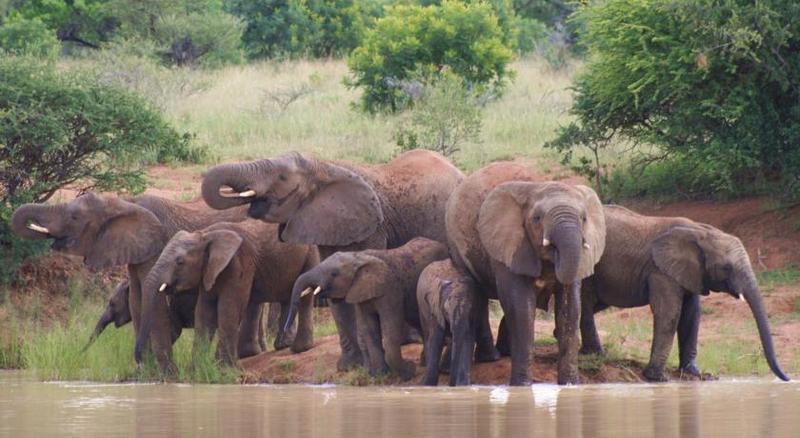 Mziki Safari Lodge Beestekraal  Esterno foto