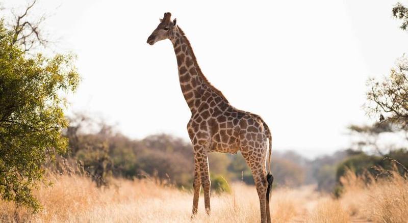 Mziki Safari Lodge Beestekraal  Esterno foto