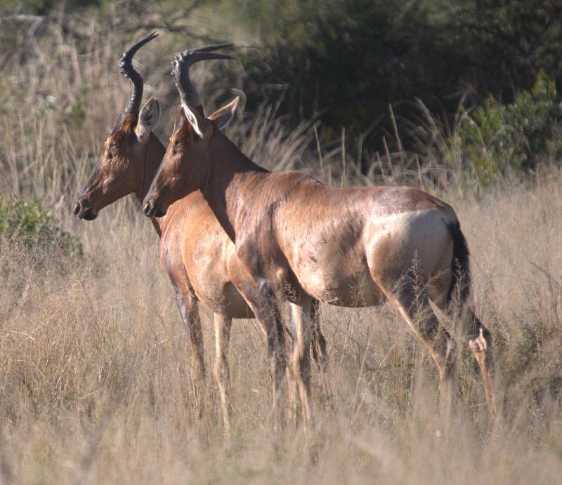 Mziki Safari Lodge Beestekraal  Esterno foto