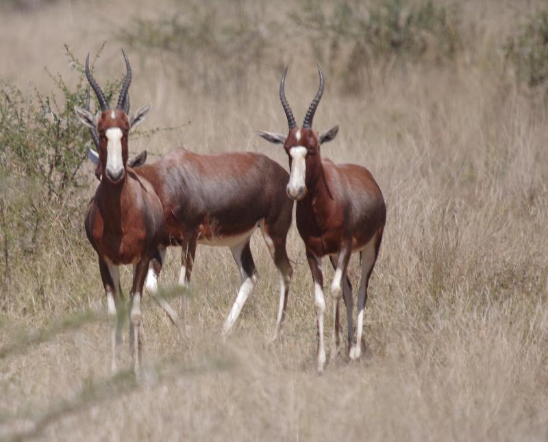 Mziki Safari Lodge Beestekraal  Esterno foto