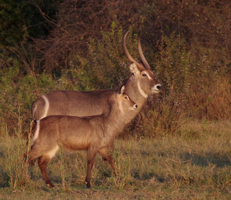 Mziki Safari Lodge Beestekraal  Esterno foto